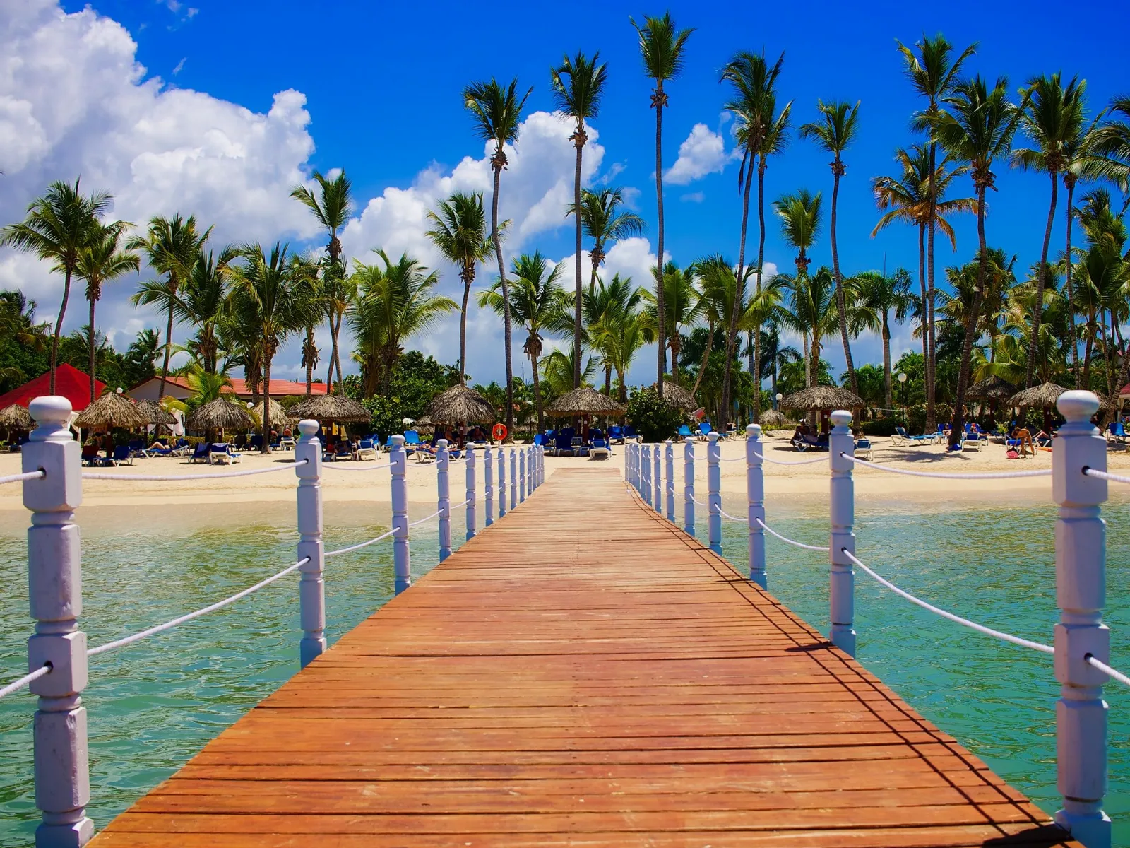 Coconut palms