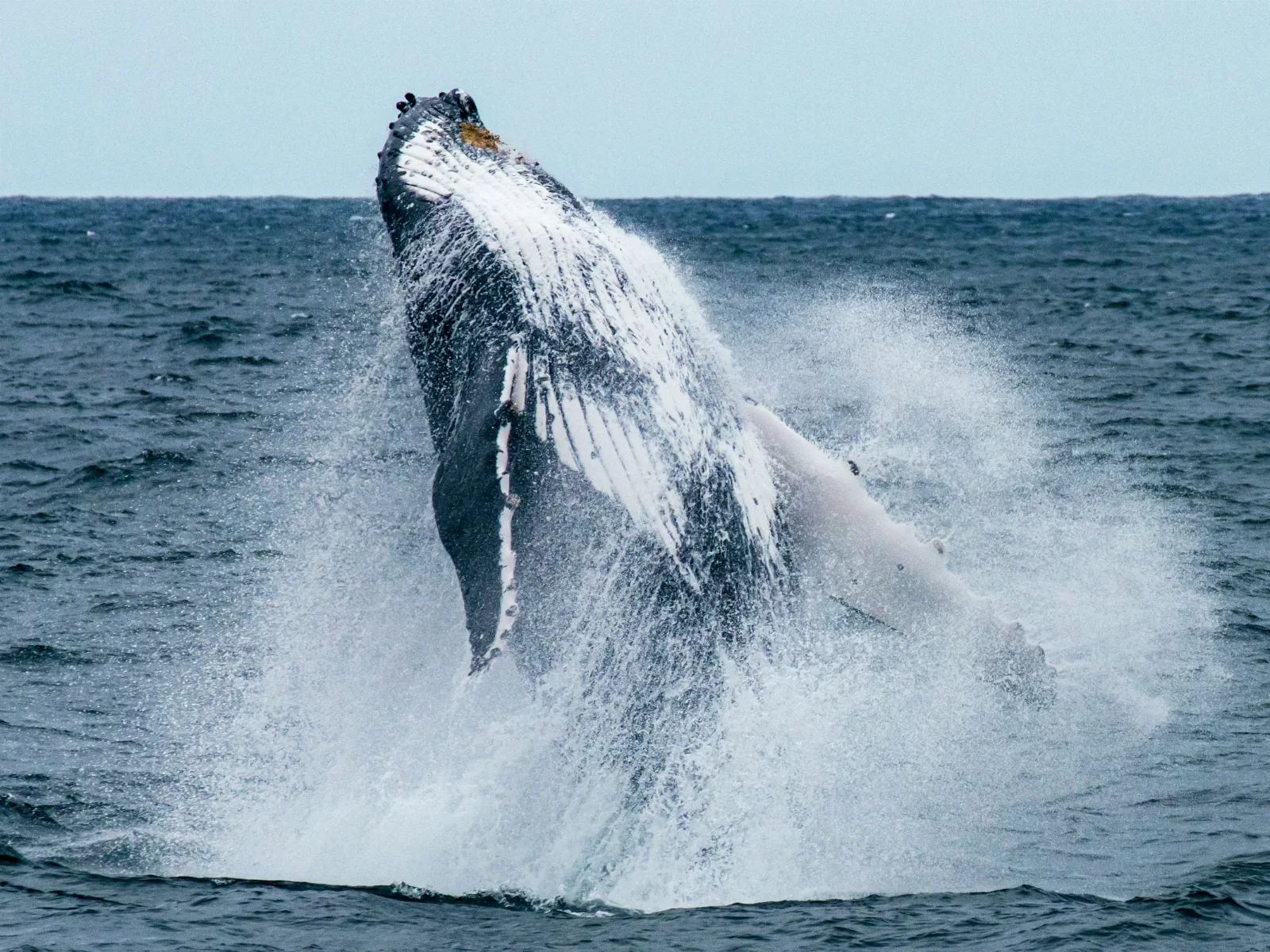 Whale watching