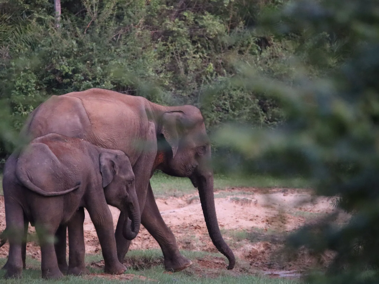 Yala National Park